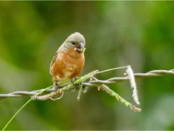 Ruddy-breasted Seedeater